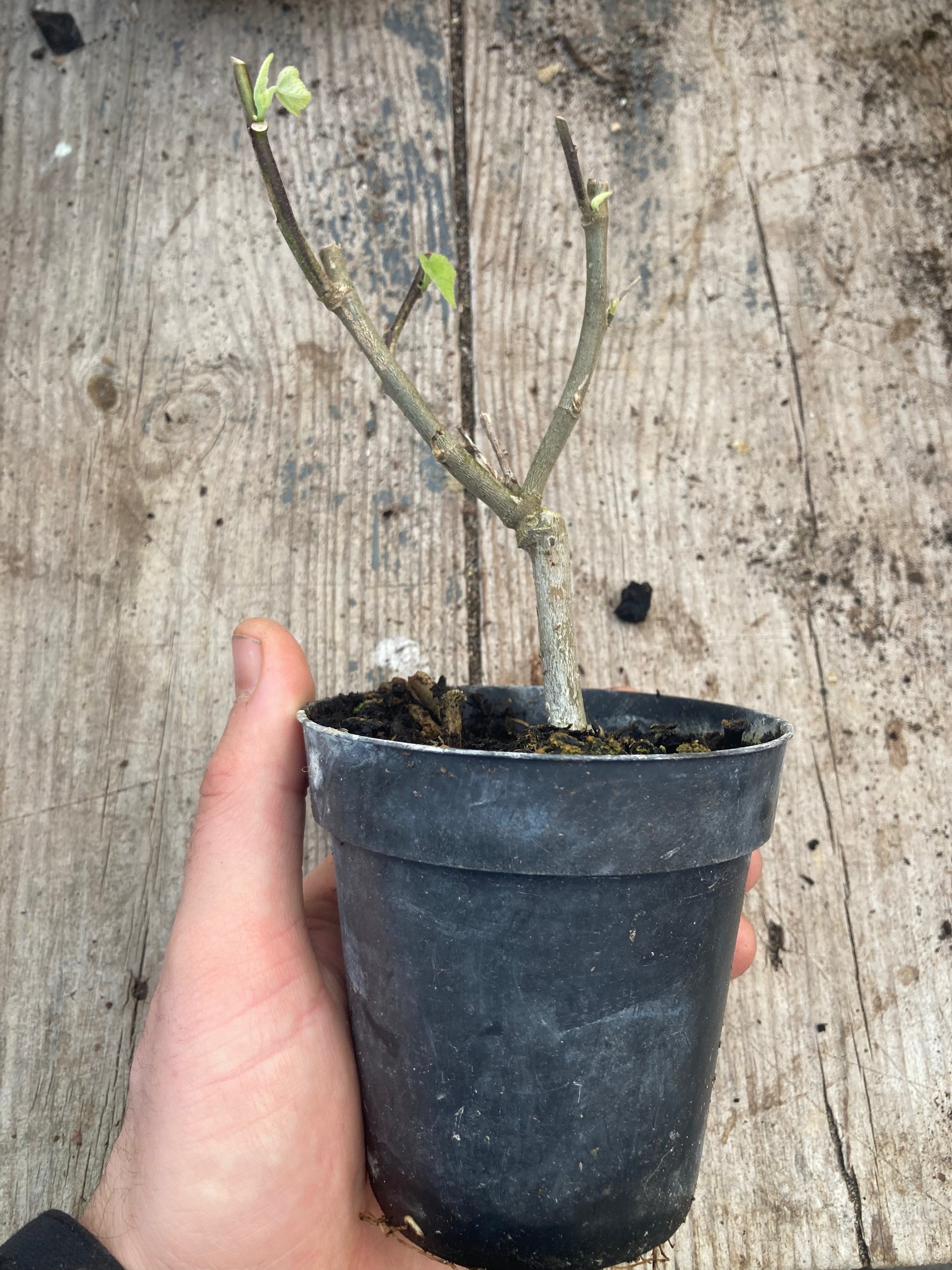 Abutilon Tango - Champion Plants
