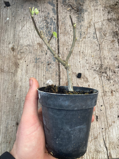 Abutilon Tango - Champion Plants
