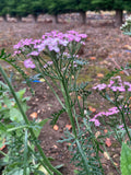 Achillea Lilac Beauty - Champion Plants