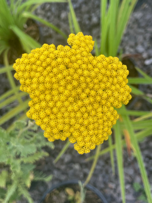 Achillea Cloth of Gold - AGM - Champion Plants