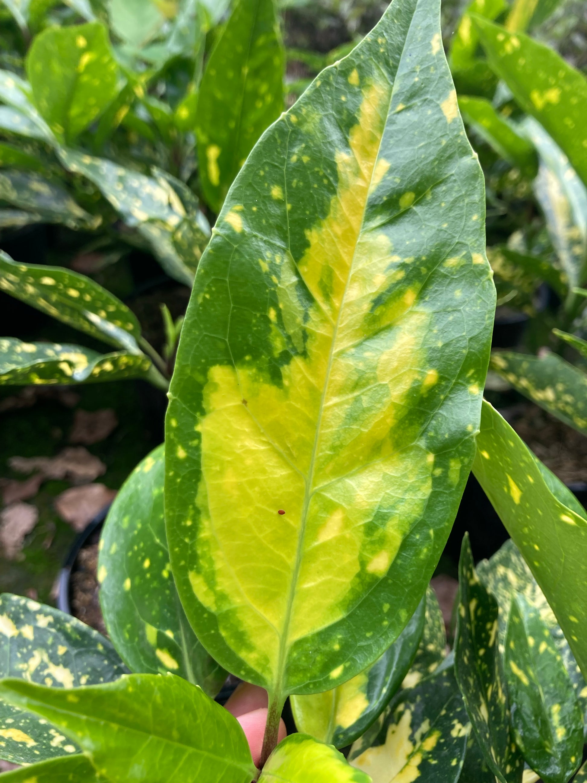 Aucuba Picturata - Champion Plants