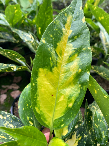 Aucuba Picturata - Champion Plants