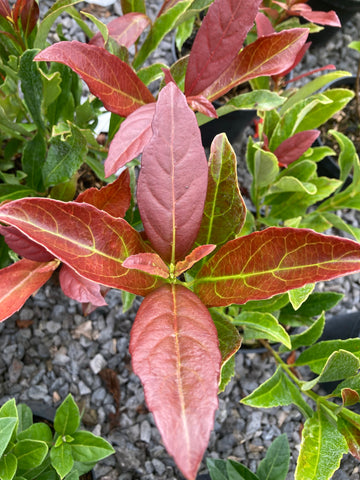 Viburnum Coppertop - Champion Plants