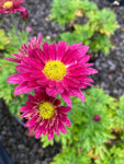 Chrysanthemum Uri - Champion Plants