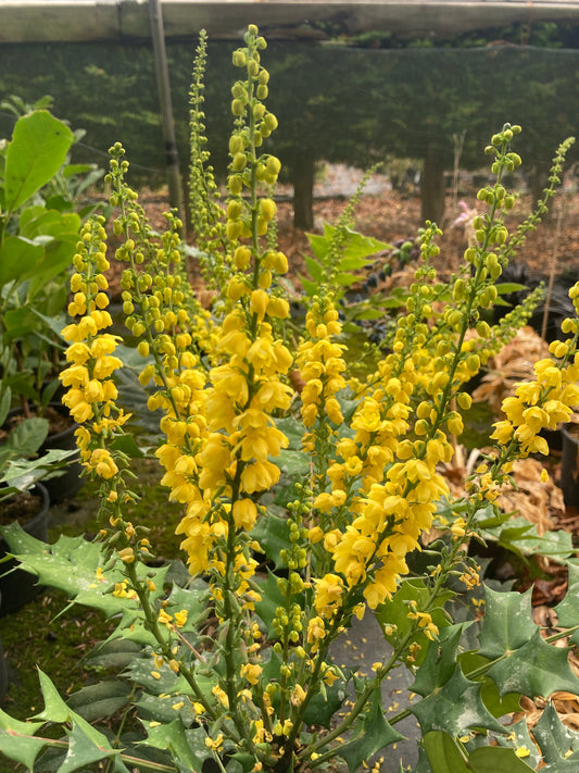 Mahonia media Charity - Champion Plants