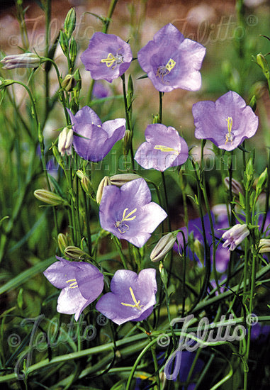 Campanula persicifolia Telham Beauty - Champion Plants