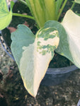 Zantedeschia aethiopica 'Pershore Fantasia' (Arum Lily) - Champion Plants
