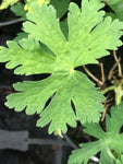 Geranium phaeum Album - Champion Plants