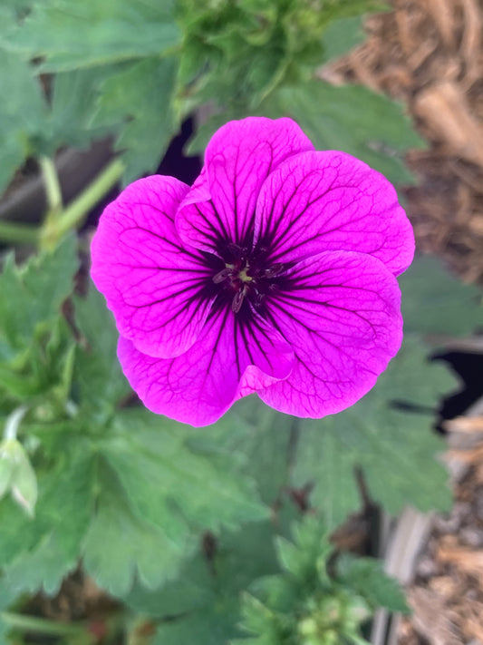 Geranium psilostenmon 'Ivan' - Champion Plants