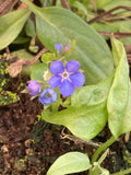 Omphalodes cappadocica Cherry Ingram - AGM - Champion Plants