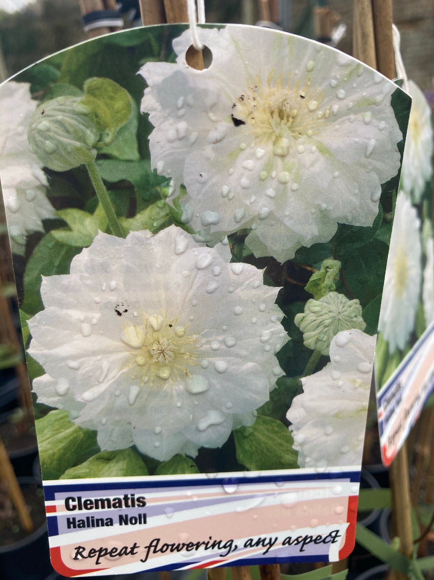 Clematis Halina Noll - Champion Plants