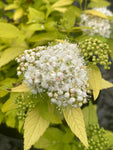 Spiraea White Gold - Champion Plants