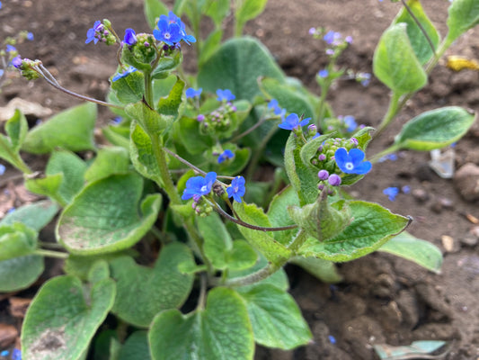 Brunnera macrophylla - Champion Plants