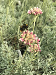 Antennaria rosea - AGM - Champion Plants