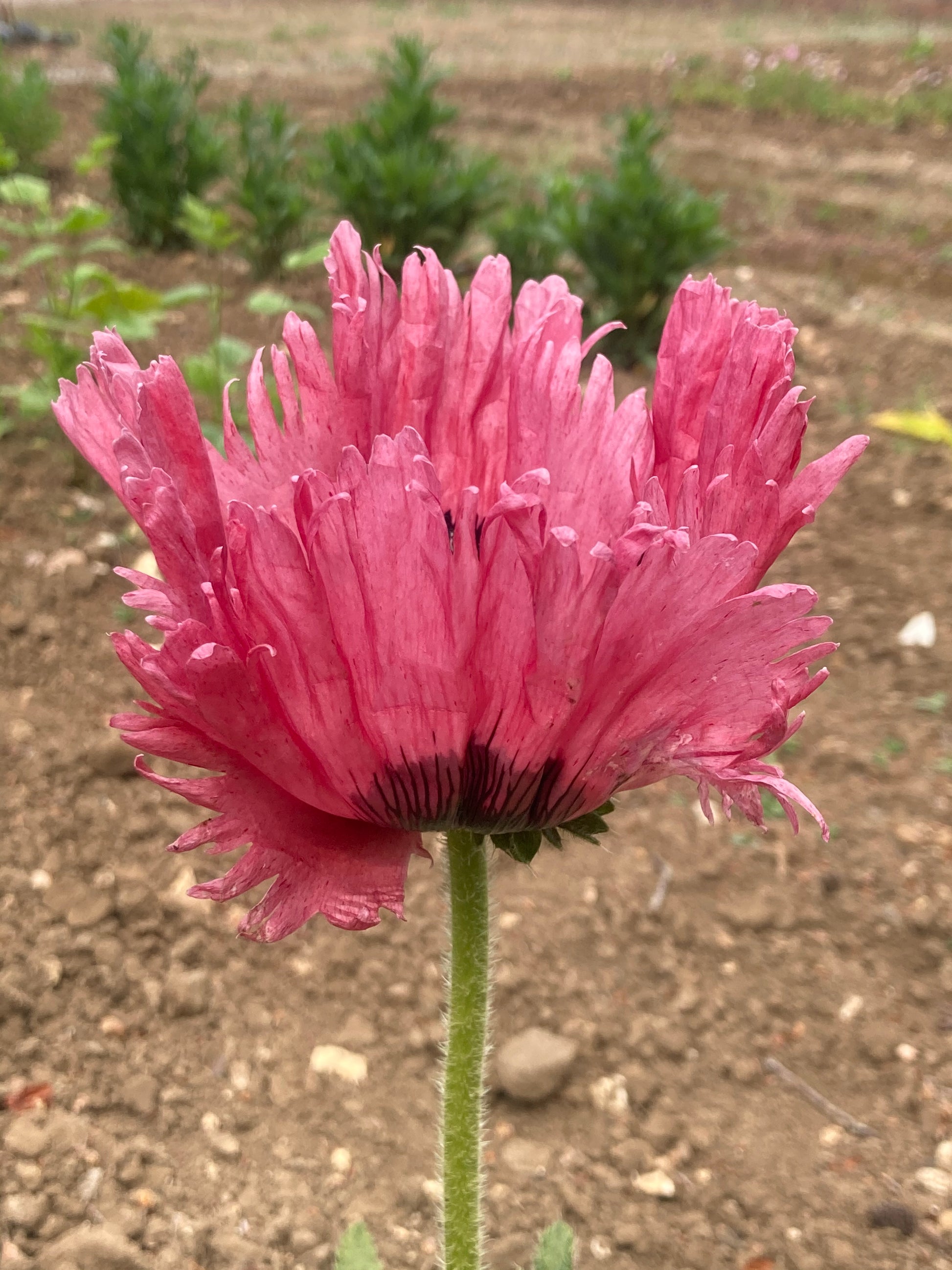 Papaver oriental Patty's Plum - Champion Plants