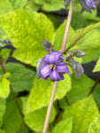 Clematis heracleifolia Cote d'Azur - Champion Plants