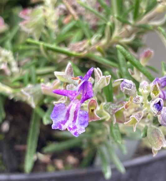 Rosmarinus officinalis Sorcerer’s Apprentice - Champion Plants