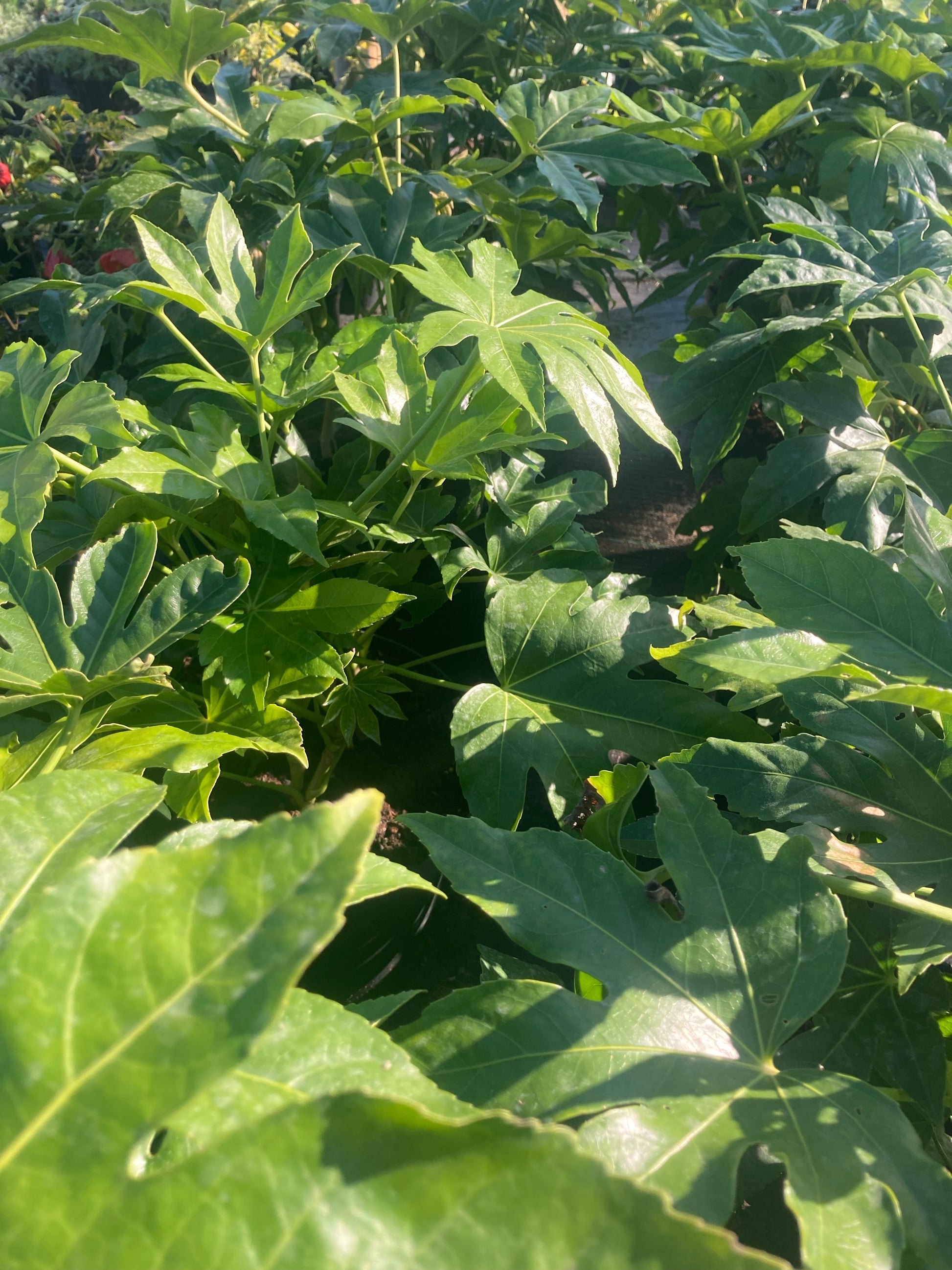 Fatsia japonica - AGM - Champion Plants