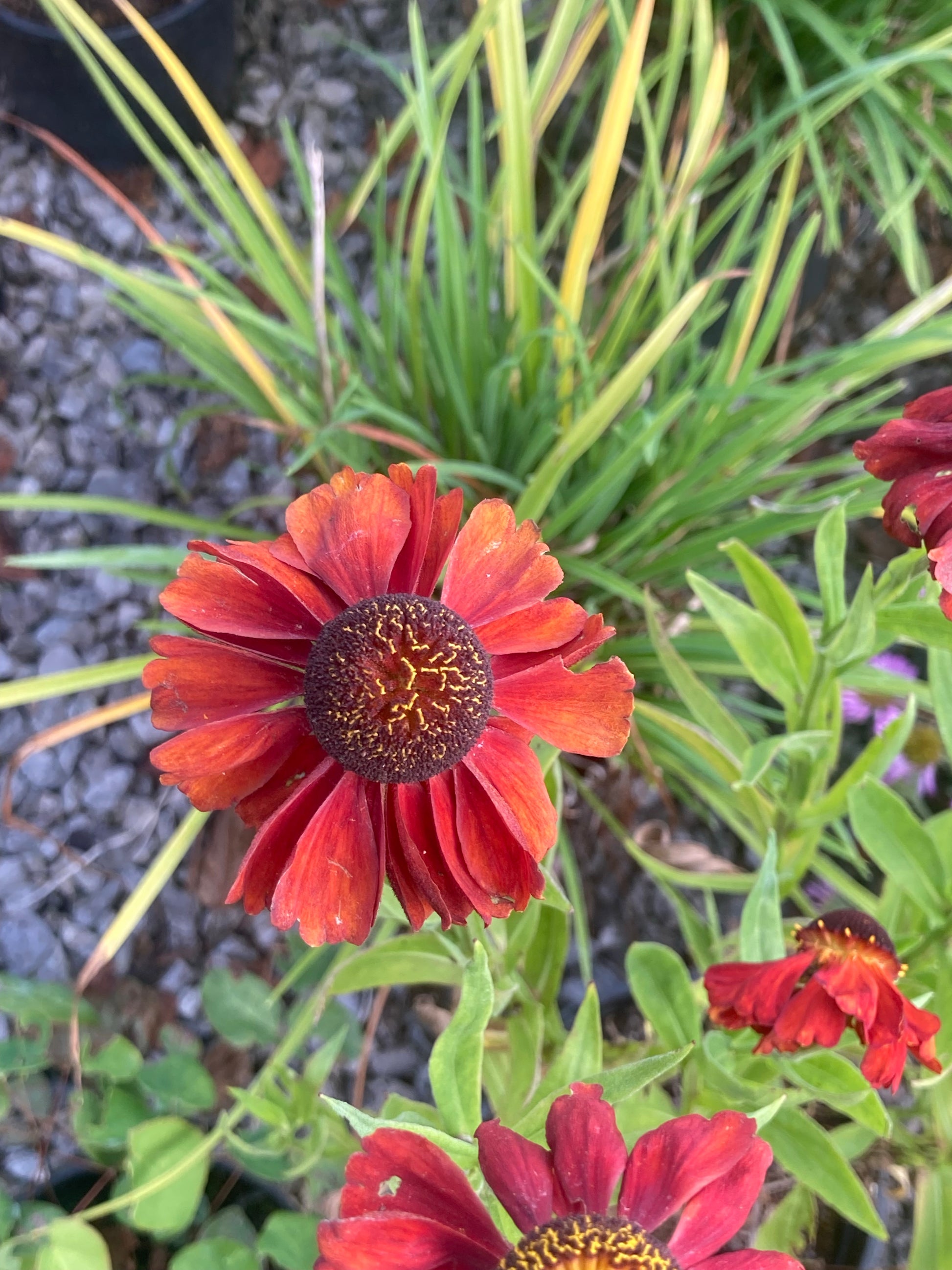 Helenium Red Army - Champion Plants