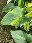 Zantedeschia aethiopica 'Pershore Fantasia' (Arum Lily) - Champion Plants