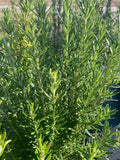 Rosmarinus officinalis Barbecue - Champion Plants
