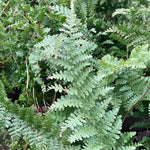 Dryopteris filix-mas 'Barnesii' - Champion Plants
