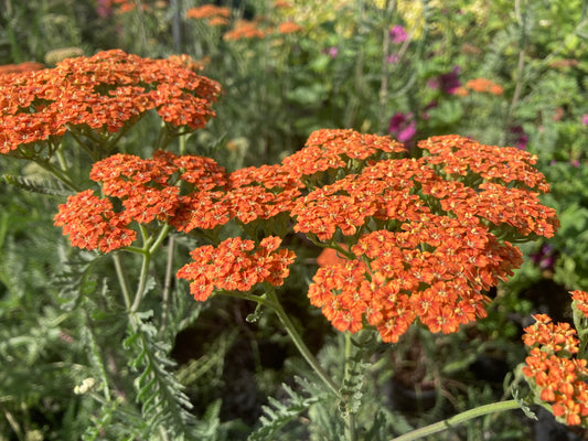 Achillea Terracotta - Champion Plants