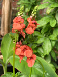 Diascia personata Coral Spires - Champion Plants