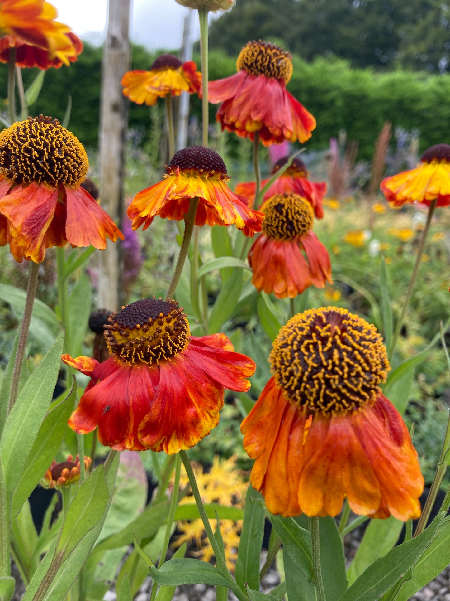Helenium Sahin's Early Flowerer - AGM - Champion Plants
