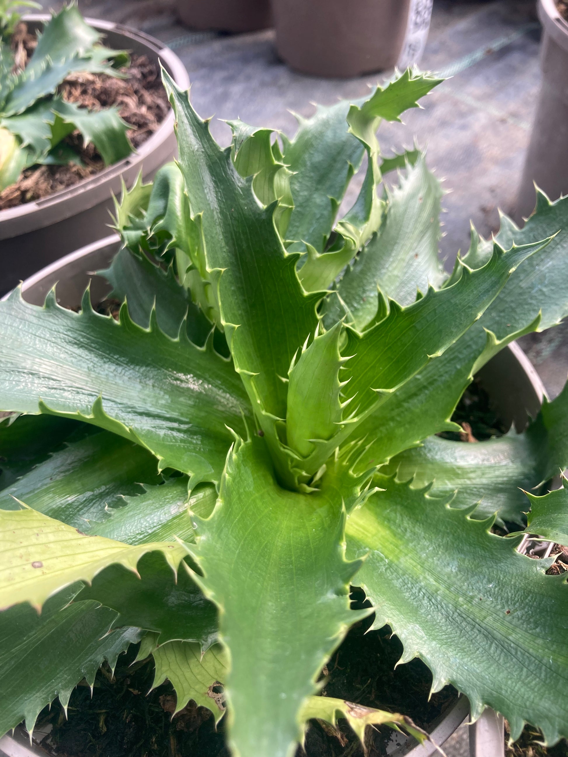 Eryngium agavifolium - Champion Plants