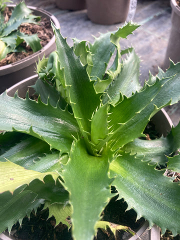 Eryngium agavifolium