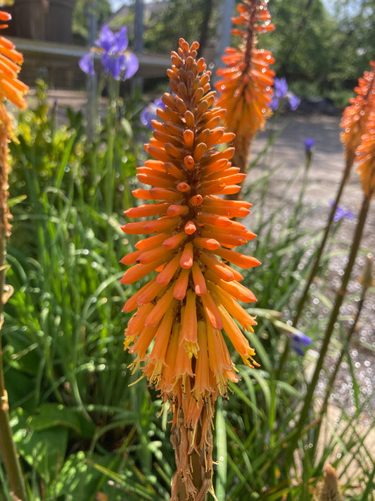 Kniphofia Fiery Fred - Champion Plants