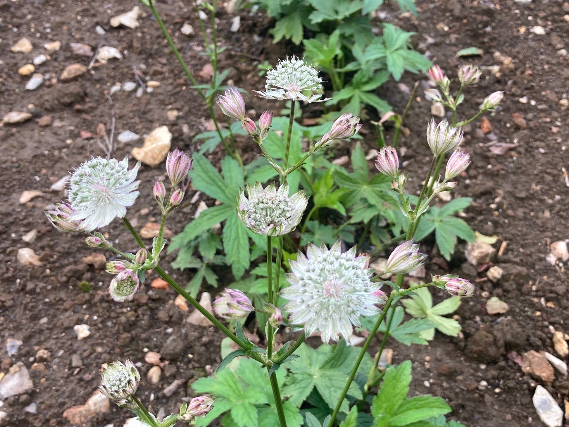 Astrantia major Margery Fish (Shaggy) - Champion Plants