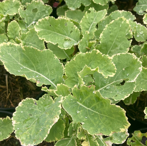 Kale Daubenton's Variegated - Champion Plants
