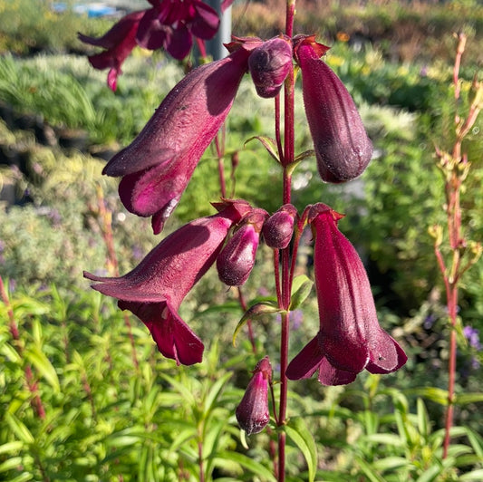 Penstemon Pensham Plum Jerkum - Champion Plants