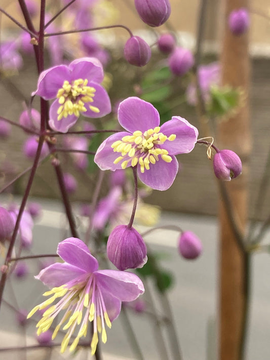 Thalictrum delavayi - Champion Plants