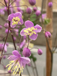 Thalictrum delavayi - Champion Plants