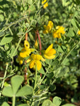 Coronilla glauca - Champion Plants