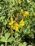 Coronilla glauca - Champion Plants