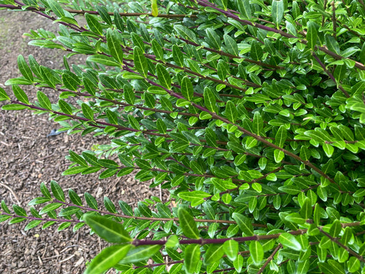 Lonicera pileata - Champion Plants