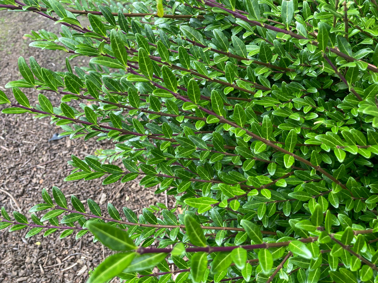 Lonicera pileata - Champion Plants