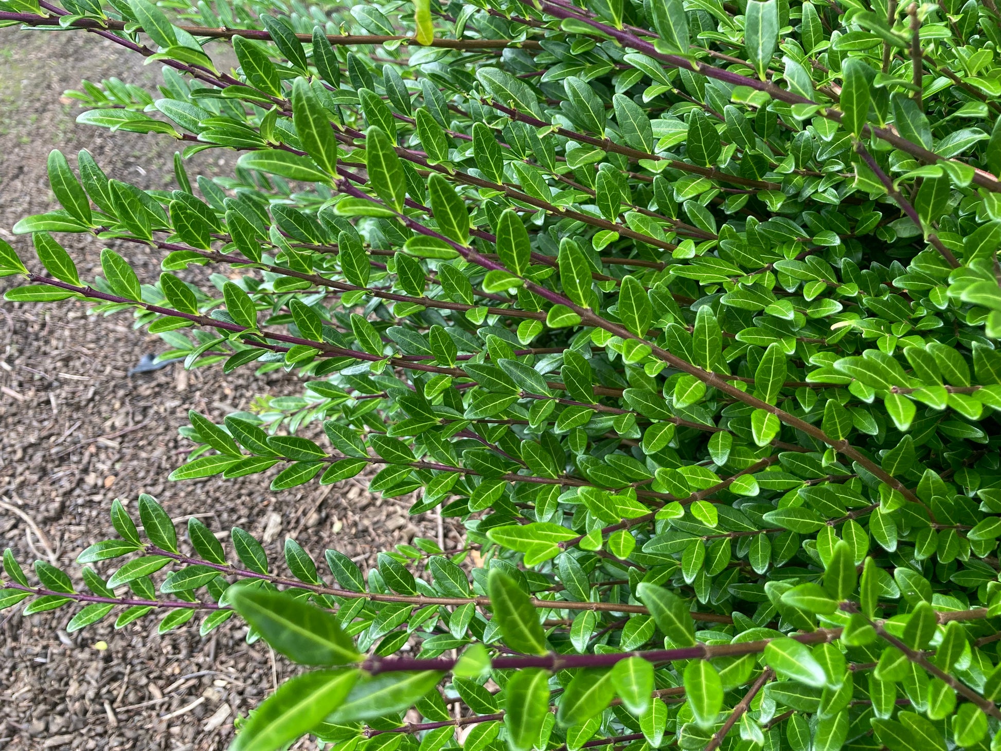 Lonicera pileata - Champion Plants