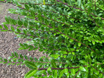 Lonicera pileata - Champion Plants