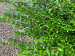 Lonicera pileata - Champion Plants