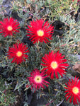 Lampranthus Red - Champion Plants