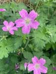 Geranium Wargrave Pink - Champion Plants