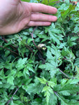 Artemisia lactiflora Guizhou Group - Champion Plants