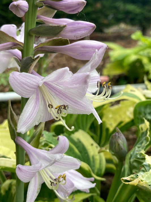 Hosta Wide Brim - Champion Plants