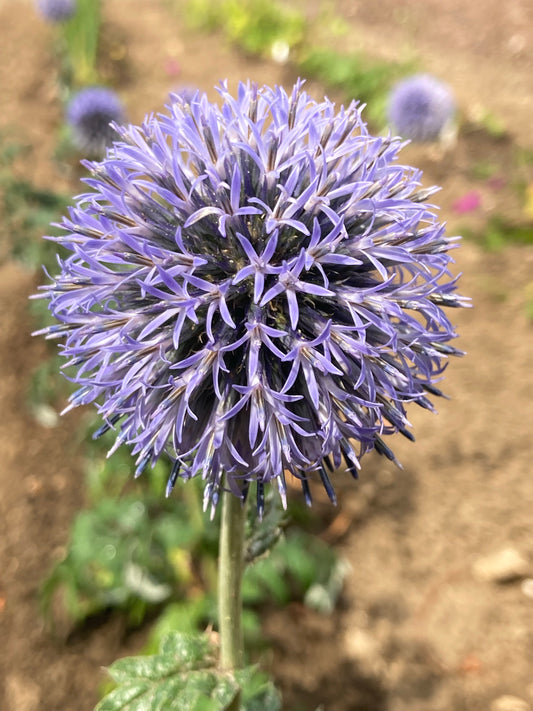 Echinops Taplow Blue - Champion Plants