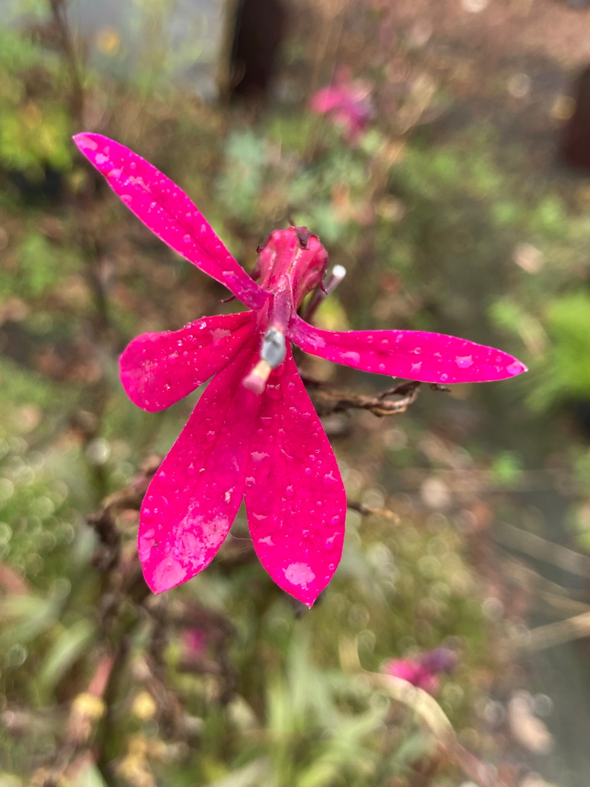 Lobelia Russian Princess - Champion Plants